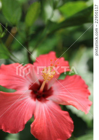 Hibiscus Hibiscus 22950117