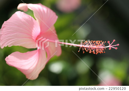 Hibiscus Hibiscus 22950120