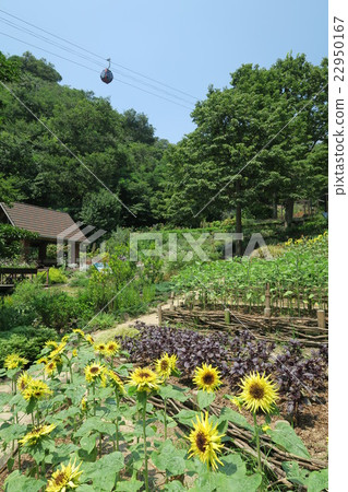 Joy in the yard of the garden Joy in the yard of the garden 22950167