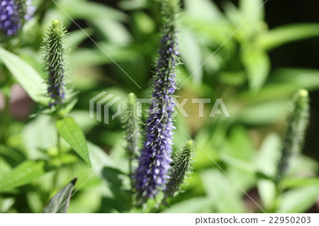 Veronica / Blue Comet 22950203