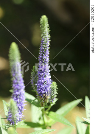 Veronica / Blue Comet 22950205