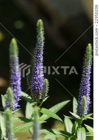 Veronica / Blue Comet 22950206