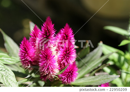 Celosia · Caracas / Burning Queen 22950209