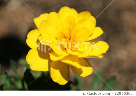 Marigold Marigold 22950303