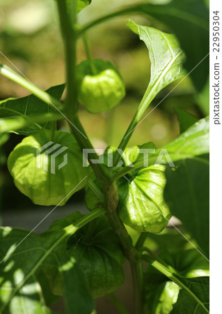 Fruit of Hozuki 22950304