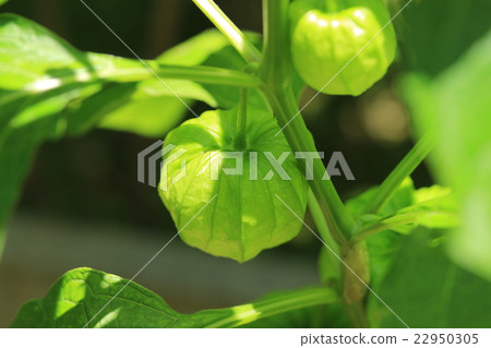 Fruit of Hozuki Fruit of Hozuki 22950305