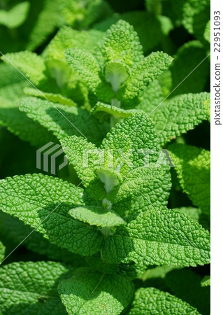Fresh, apple mint. 22951093