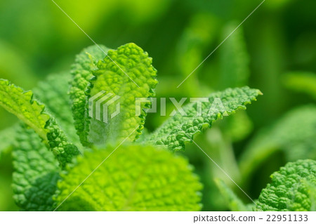 Cool feeling image, apple mint. Cool feeling image, apple mint. 22951133
