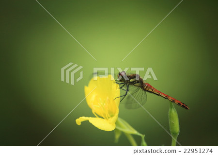 Akiakane's rest 22951274