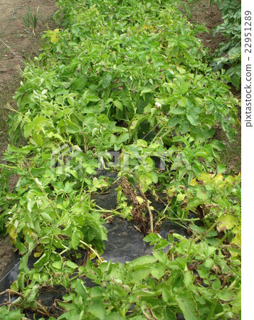 Make-in harvest Make-in harvest 22951289