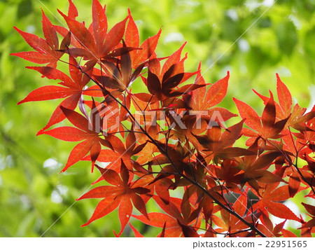 新鮮的綠色和春天楓樹 22951565