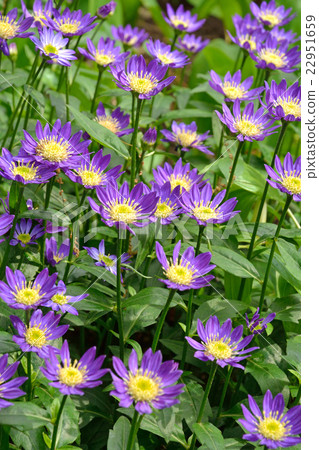 植物：Miyako Wasurericaceae 22951659