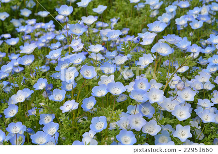 Plant: Nemophila Murasaki Plant: Nemophila Murasaki 22951660