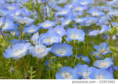 植物:Nemophila Murasaki 植物:Nemophila Murasaki 22951662