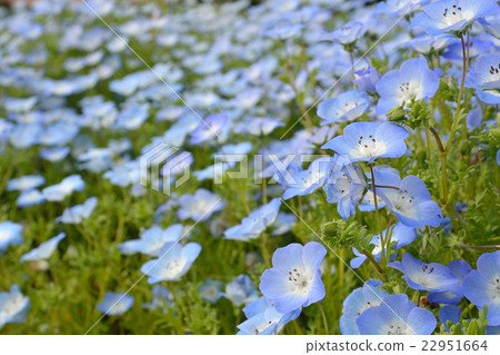 Plant: Nemophila Murasaki Plant: Nemophila Murasaki 22951664