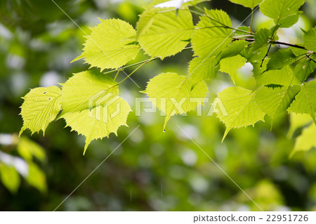 Green leaves 22951726