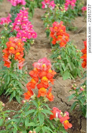 Plant: Groundfishes Plantagonaceae 22951737