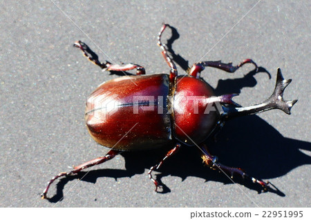 甲蟲 甲蟲 22951995