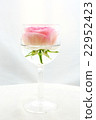 Rose   22952423