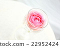 Rose   22952424