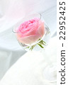 Rose   22952425