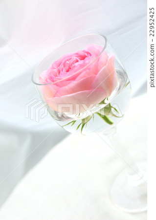 Rose Rose 22952425
