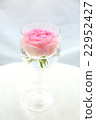 Rose   22952427