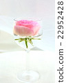 Rose   22952428