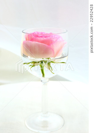 Rose Rose 22952428
