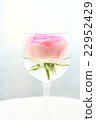 Rose   22952429