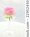 Rose   22952430