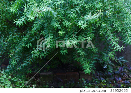 Yukiyanagi and the garden Yukiyanagi and the garden 22952665