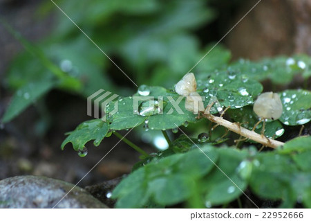 Leaves and rain Leaves and rain 22952666