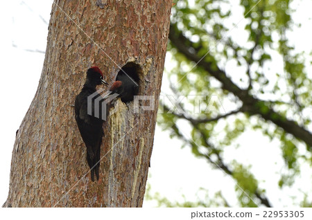 Please order me. 22953305