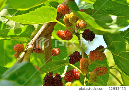 樹：桑樹家族 22953453