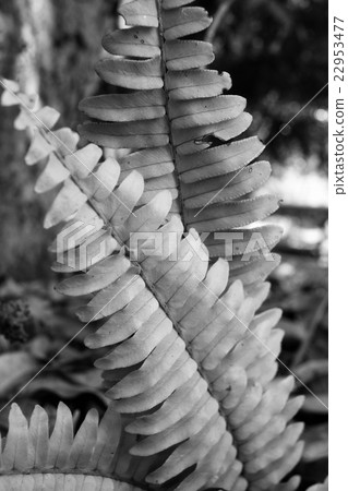 Fern leaves 22953477