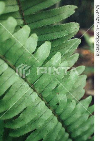 Fern leaves Fern leaves 22953478