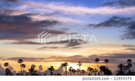 Palm trees at sunset Palm trees at sunset 22954374