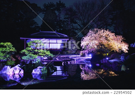 Nijojyo Castle garden cherry blossoms light up Nijojyo Castle garden cherry blossoms light up 22954502