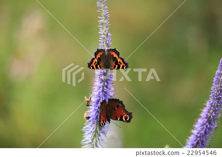 Big coat and peacock Butterfly 22954546