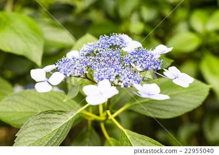 繡球 繡球 22955040