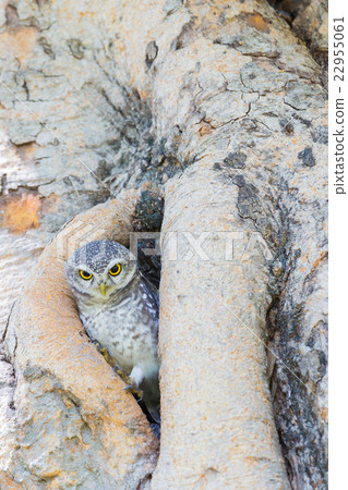 Little Owl in the tree hole Little Owl in the tree hole 22955061