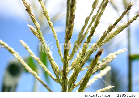 Corn flower 22955136