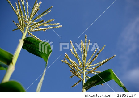 Corn flower 22955137