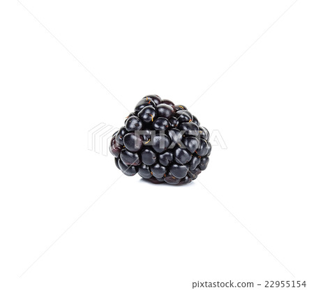 blackberry isolated on the white background blackberry isolated on the white background 22955154