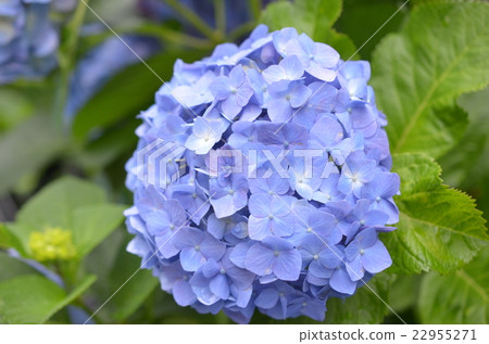 繡球花2016-3 22955271