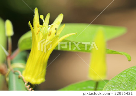 Passion Flora Citrina Passion Flora Citrina 22955421