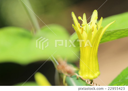 Passion Flora Citrina 22955423