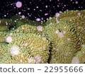 Spawning of sea urchin 22955666
