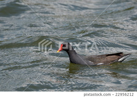 Common moorhen or Gallinula chloropus Common moorhen or Gallinula chloropus 22956212